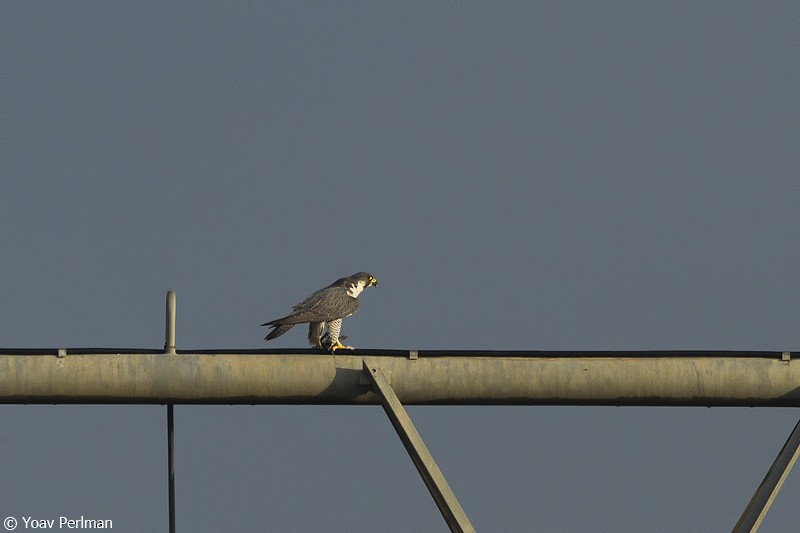 Peregrine Falcon - ML644281902
