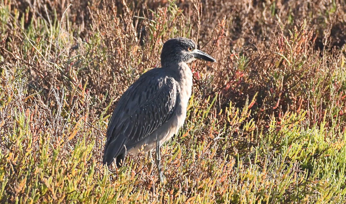 Yellow-crowned Night Heron - ML644281904