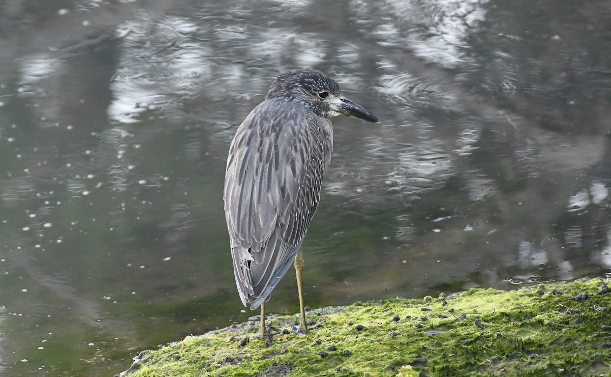 Yellow-crowned Night Heron - ML644281905