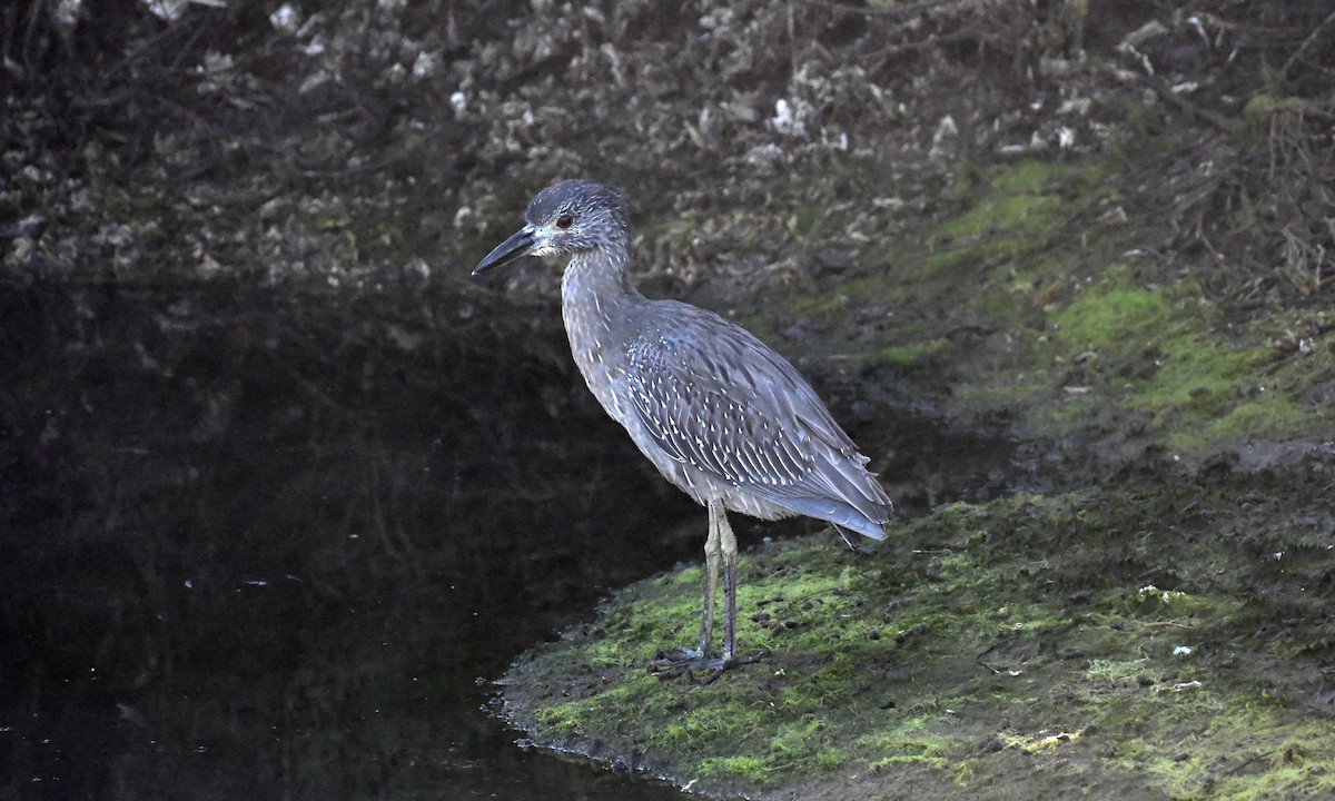 Yellow-crowned Night Heron - ML644281906