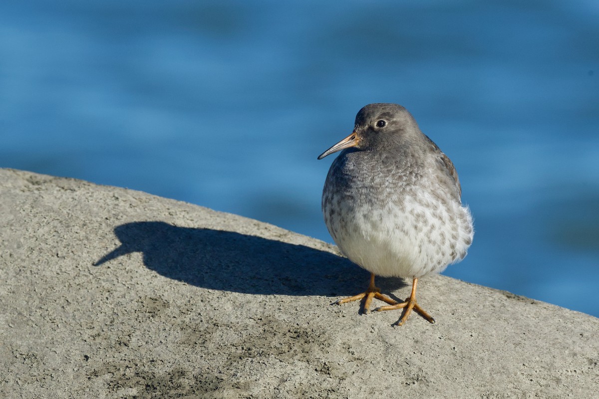 חופית ימית - ML644281911
