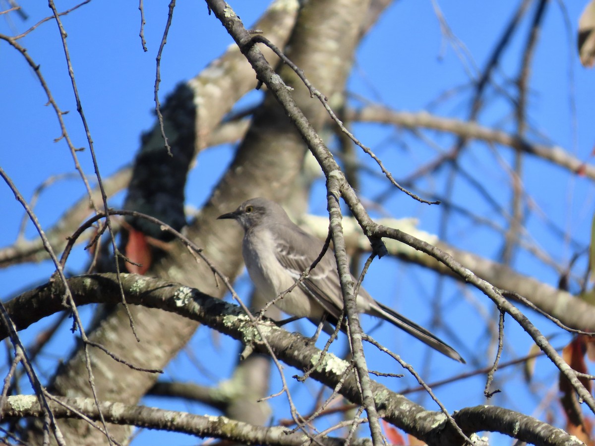 Northern Mockingbird - ML644281921
