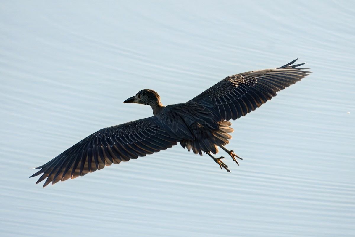 Yellow-crowned Night Heron - ML644281943