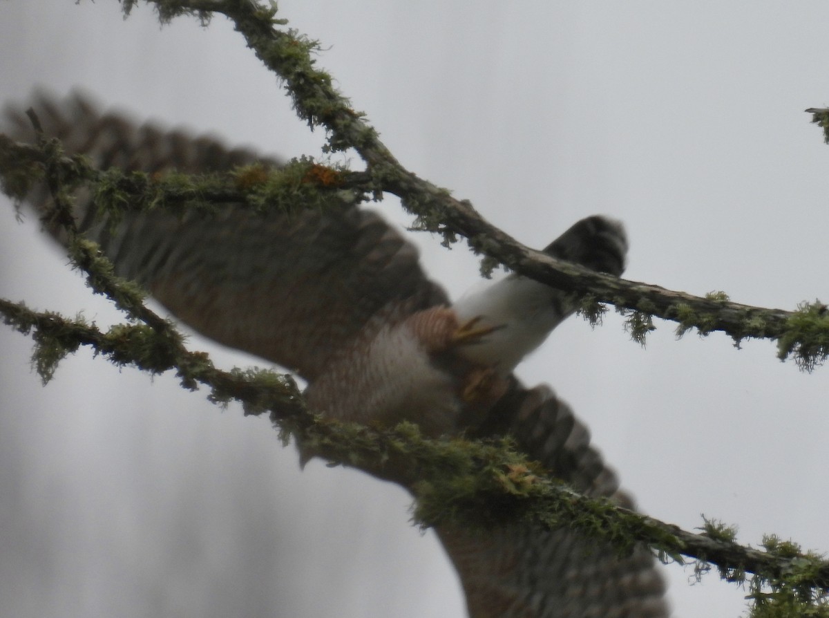 Cooper's Hawk - ML644281946