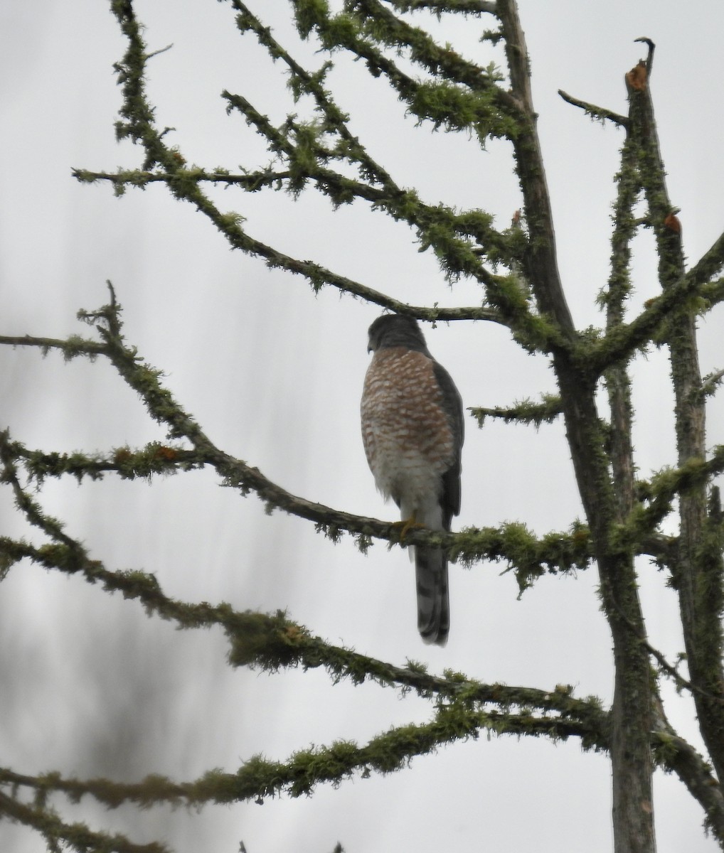 Cooper's Hawk - ML644281947