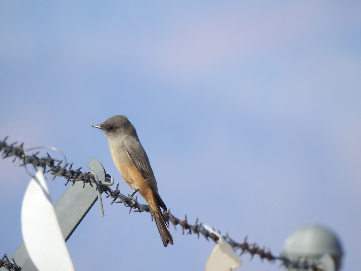 Zimtbauch-Phoebetyrann - ML644281949