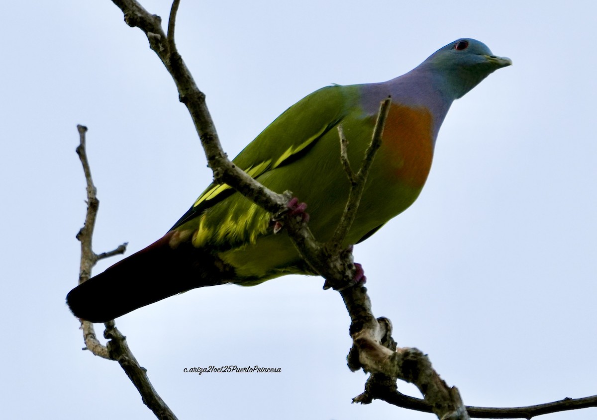 Розовошейный зелёный голубь - ML644281950