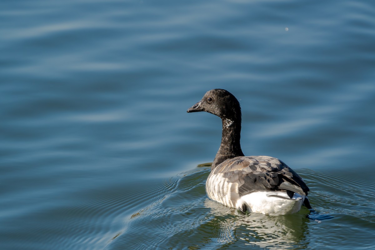 Хар толгойт галуу - ML644281954