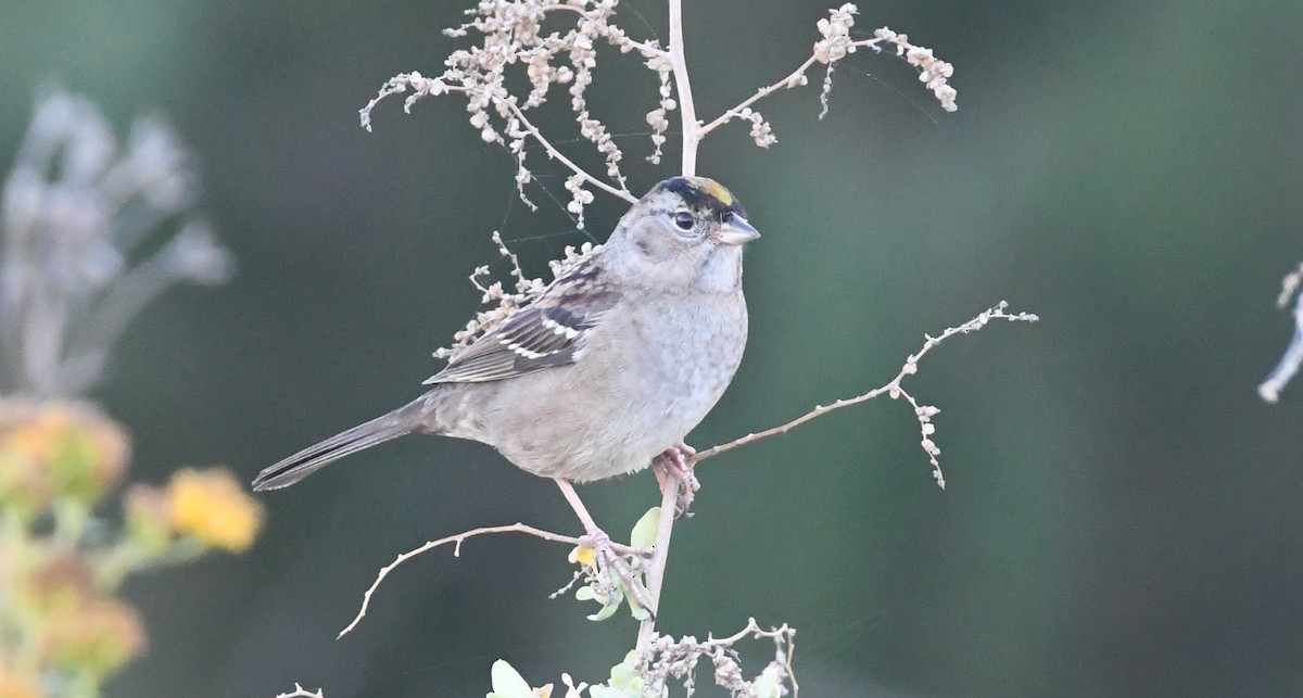 Golden-crowned Sparrow - ML644281959
