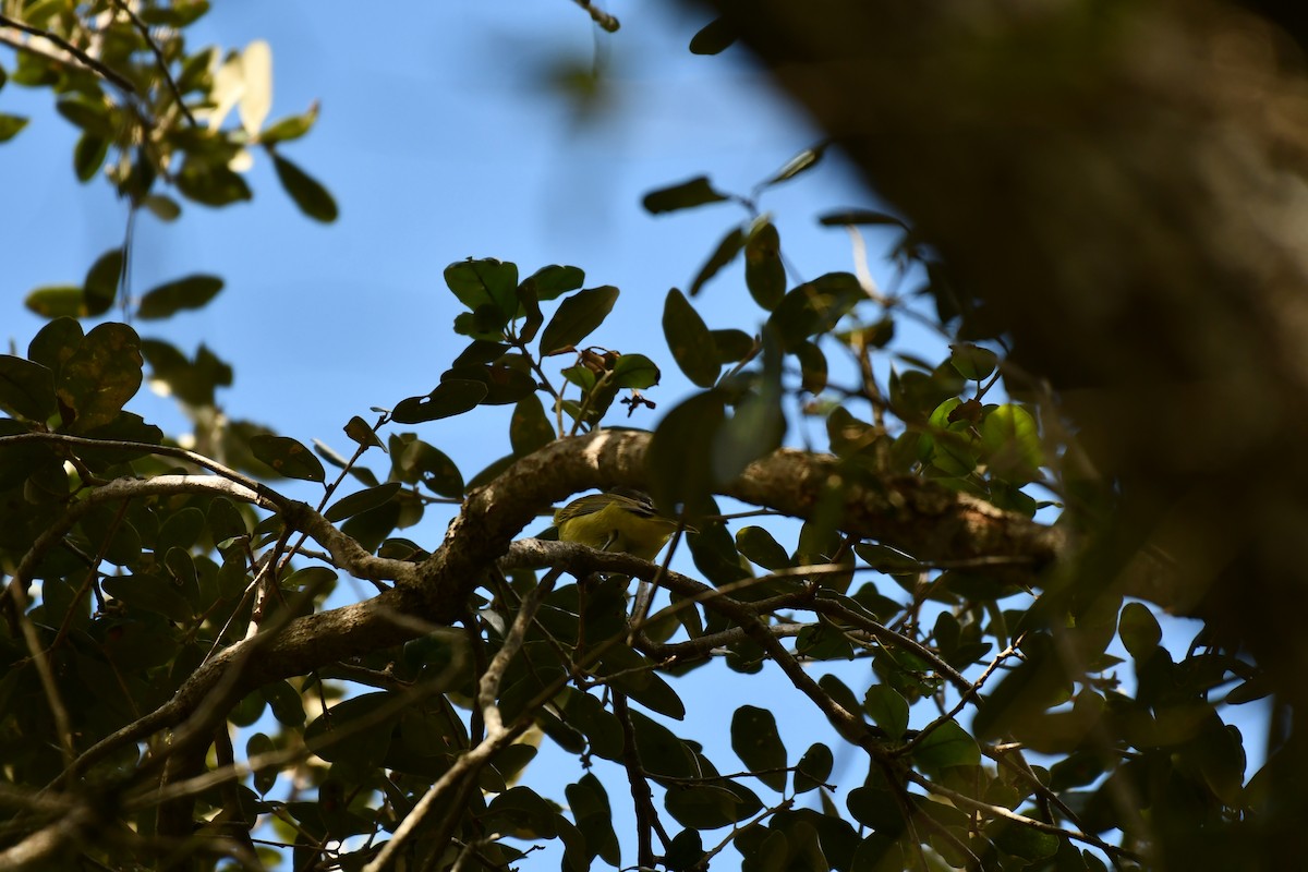 Yellow-green Vireo - ML644281960