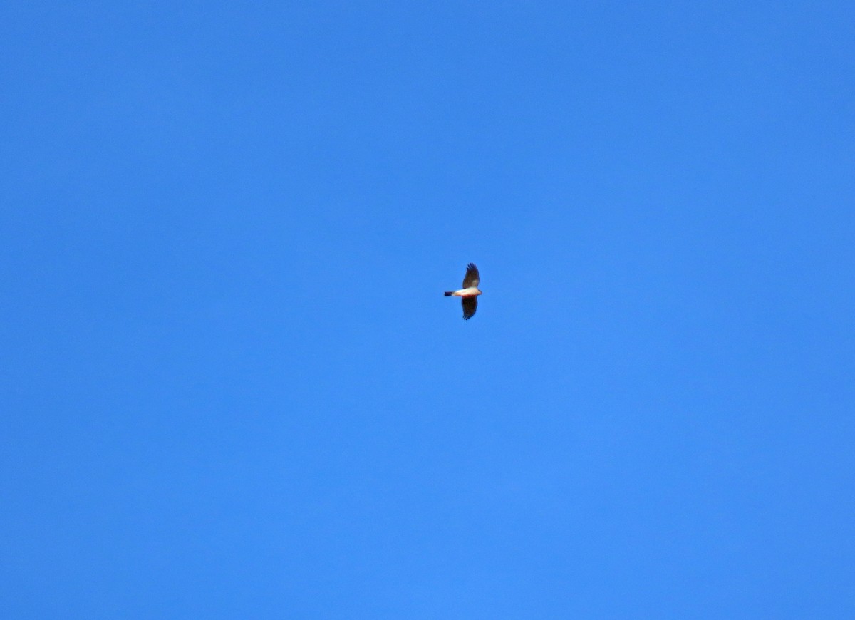 Үлэг харцага - ML644281963