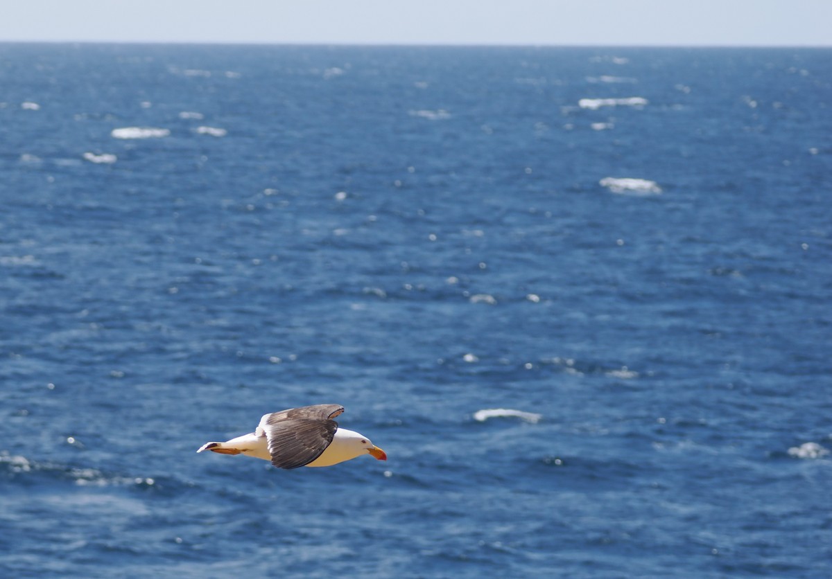 Pacific Gull - ML644281966