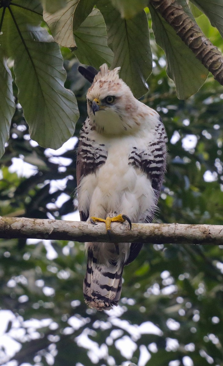 Ornate Hawk-Eagle - ML644281967