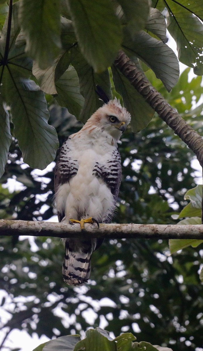 Ornate Hawk-Eagle - ML644281969
