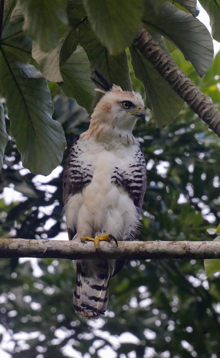 Ornate Hawk-Eagle - ML644281970