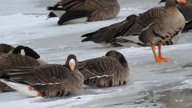 Greater White-fronted Goose - ML644281984
