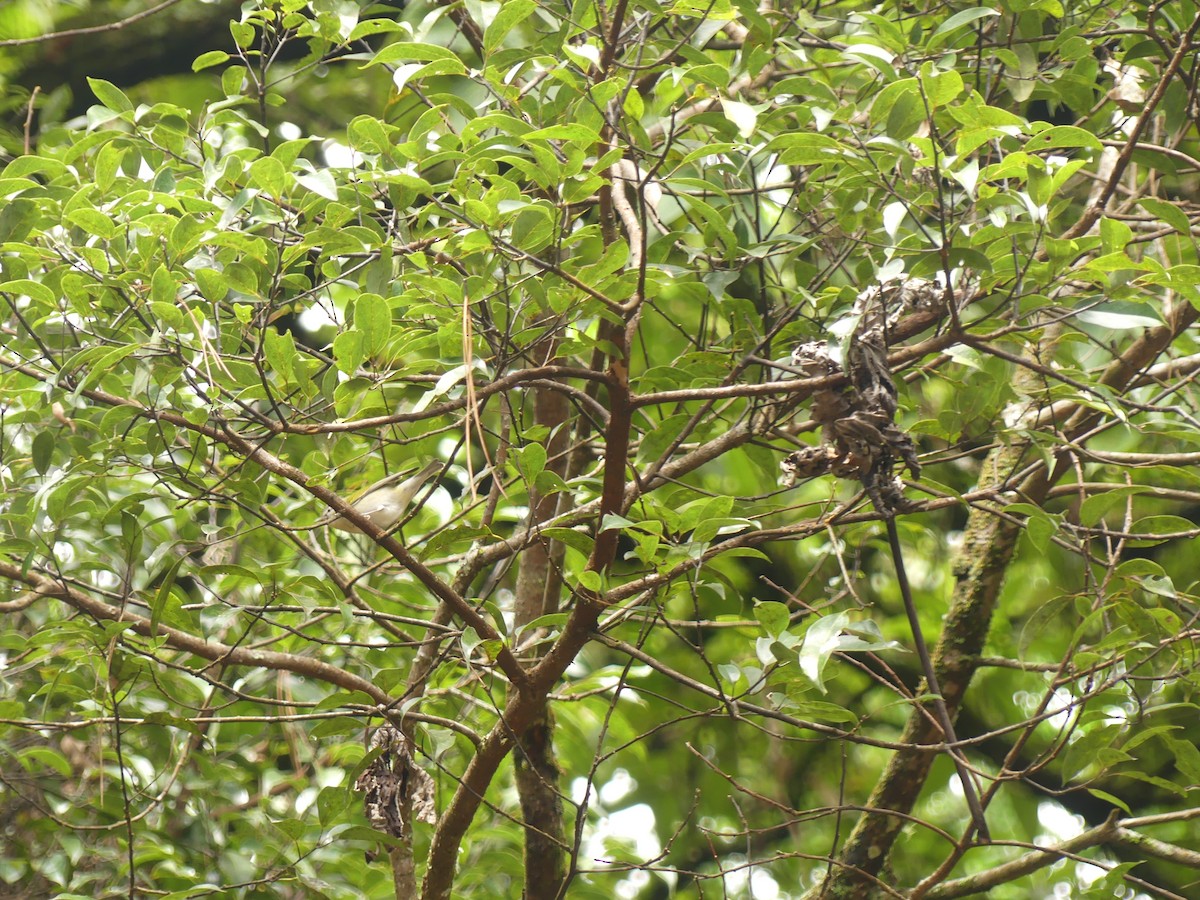 Tennessee Warbler - ML644281986