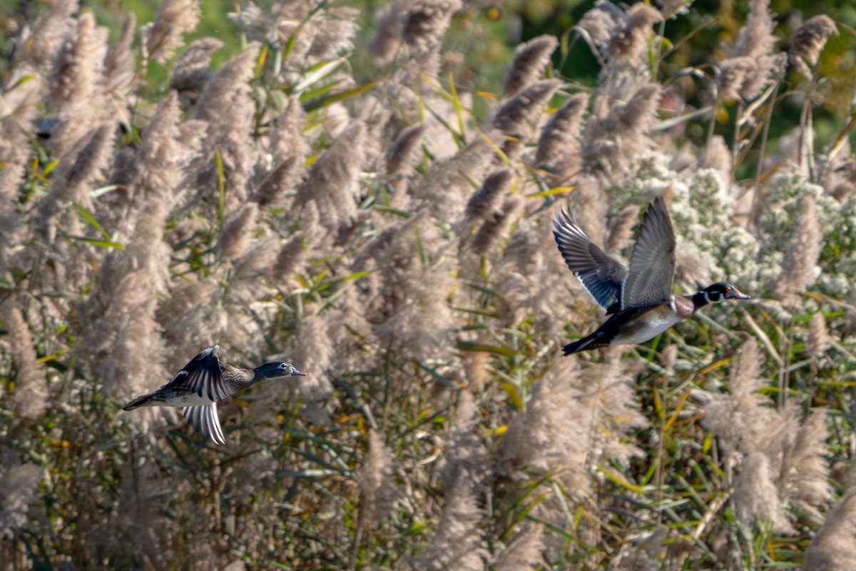Wood Duck - ML644281991