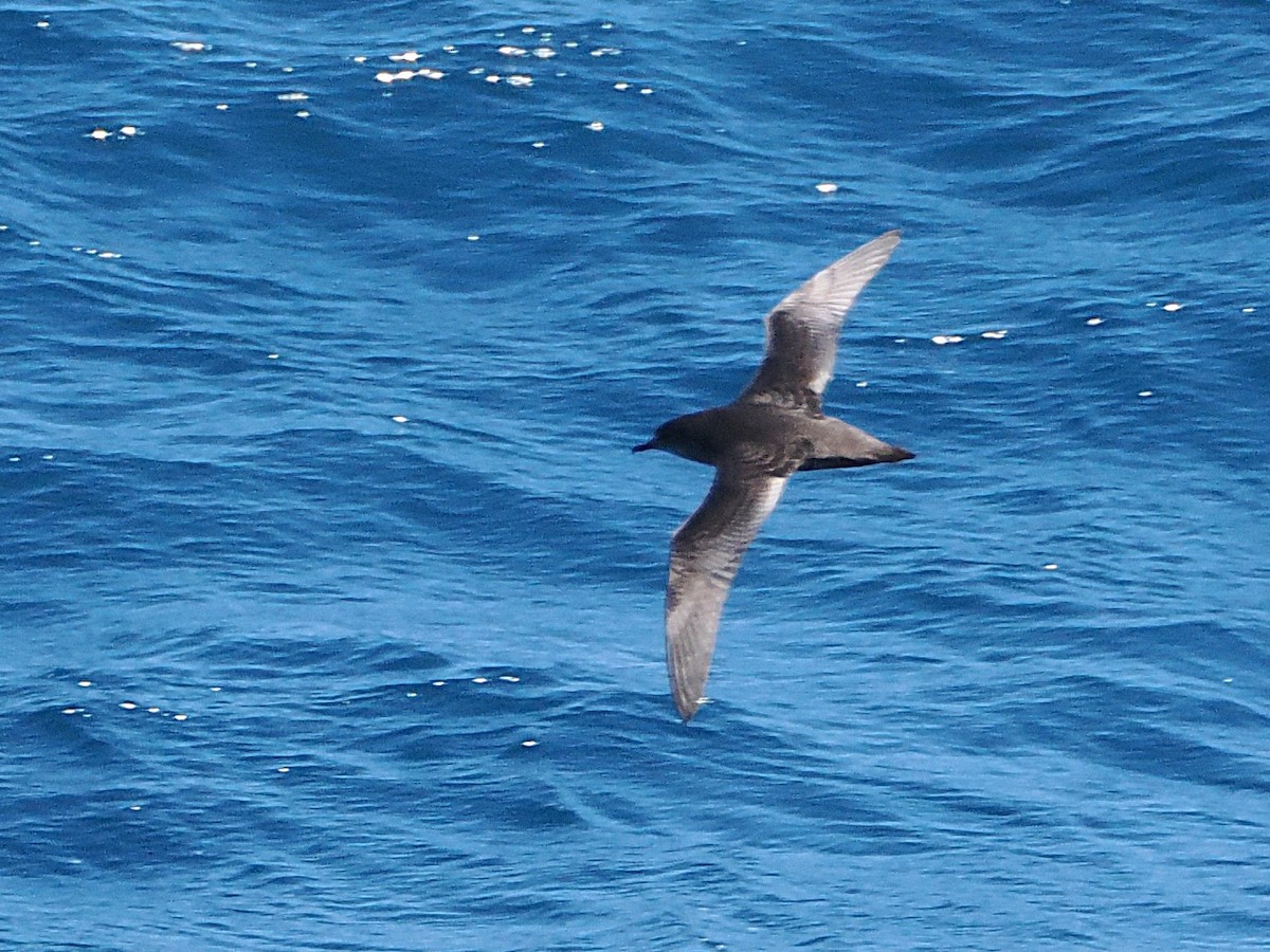 Short-tailed Shearwater - ML644281992