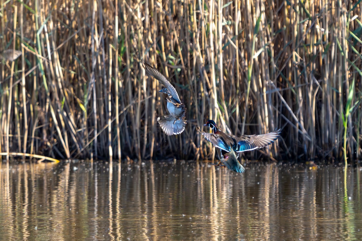 Wood Duck - ML644281993