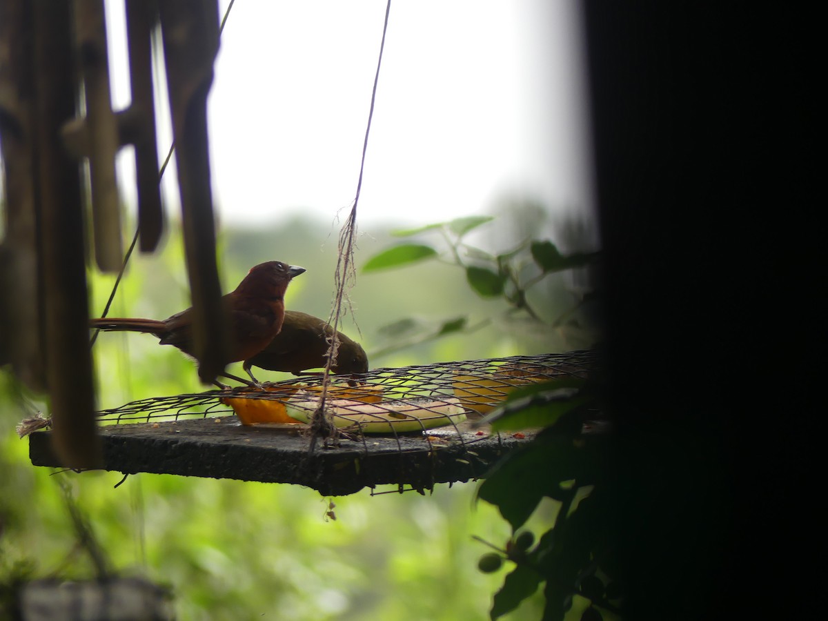 Red-crowned Ant-Tanager - ML644281994