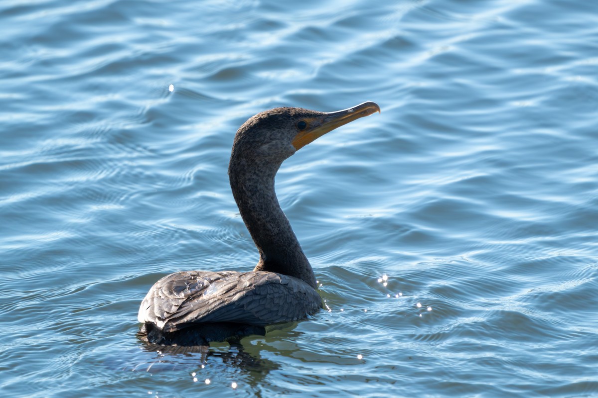 Double-crested Cormorant - ML644281995