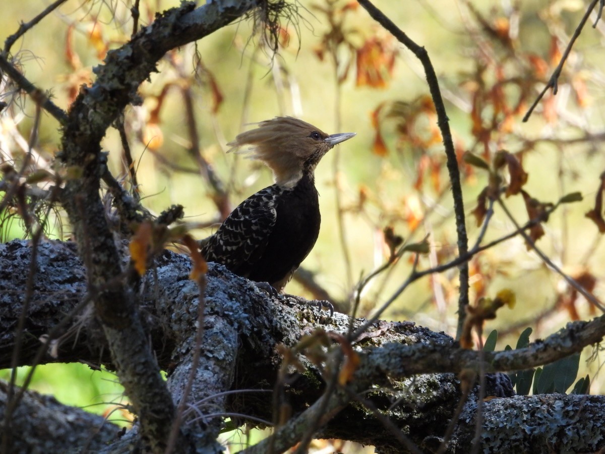 Pic à tête blonde - ML644281997