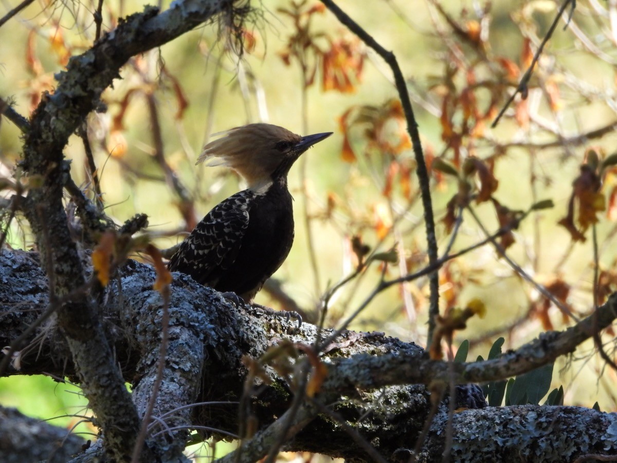 Pic à tête blonde - ML644281998