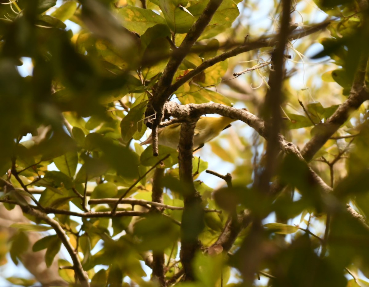 Yellow-green Vireo - ML644281999