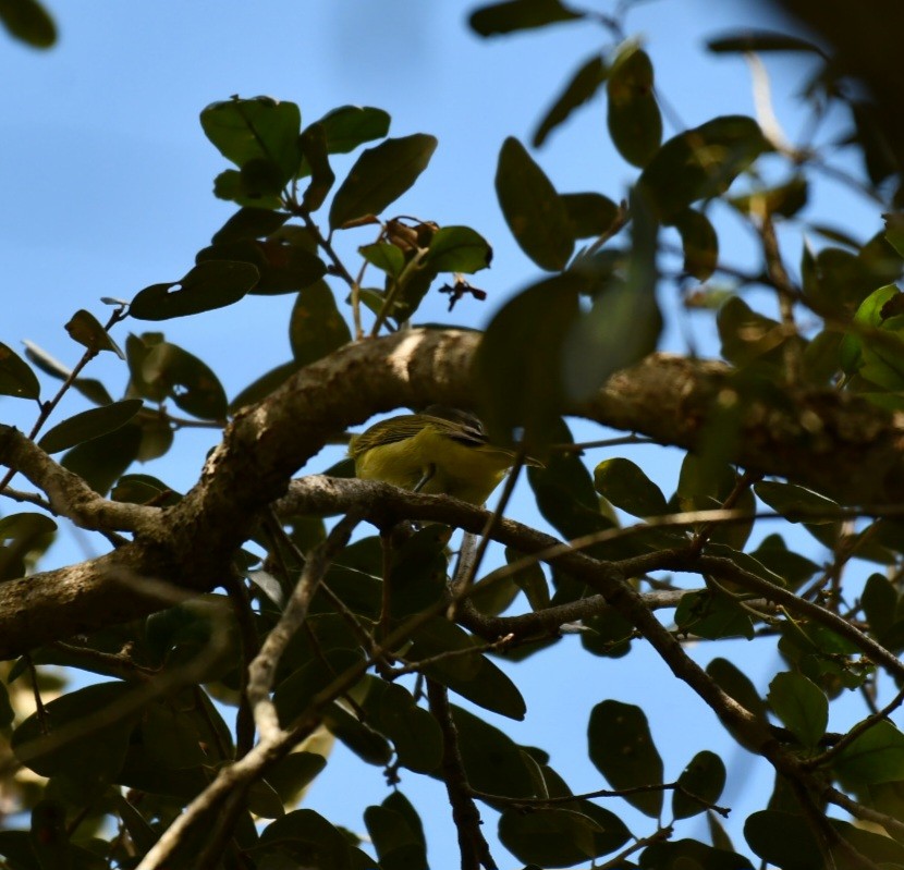 Yellow-green Vireo - ML644282000