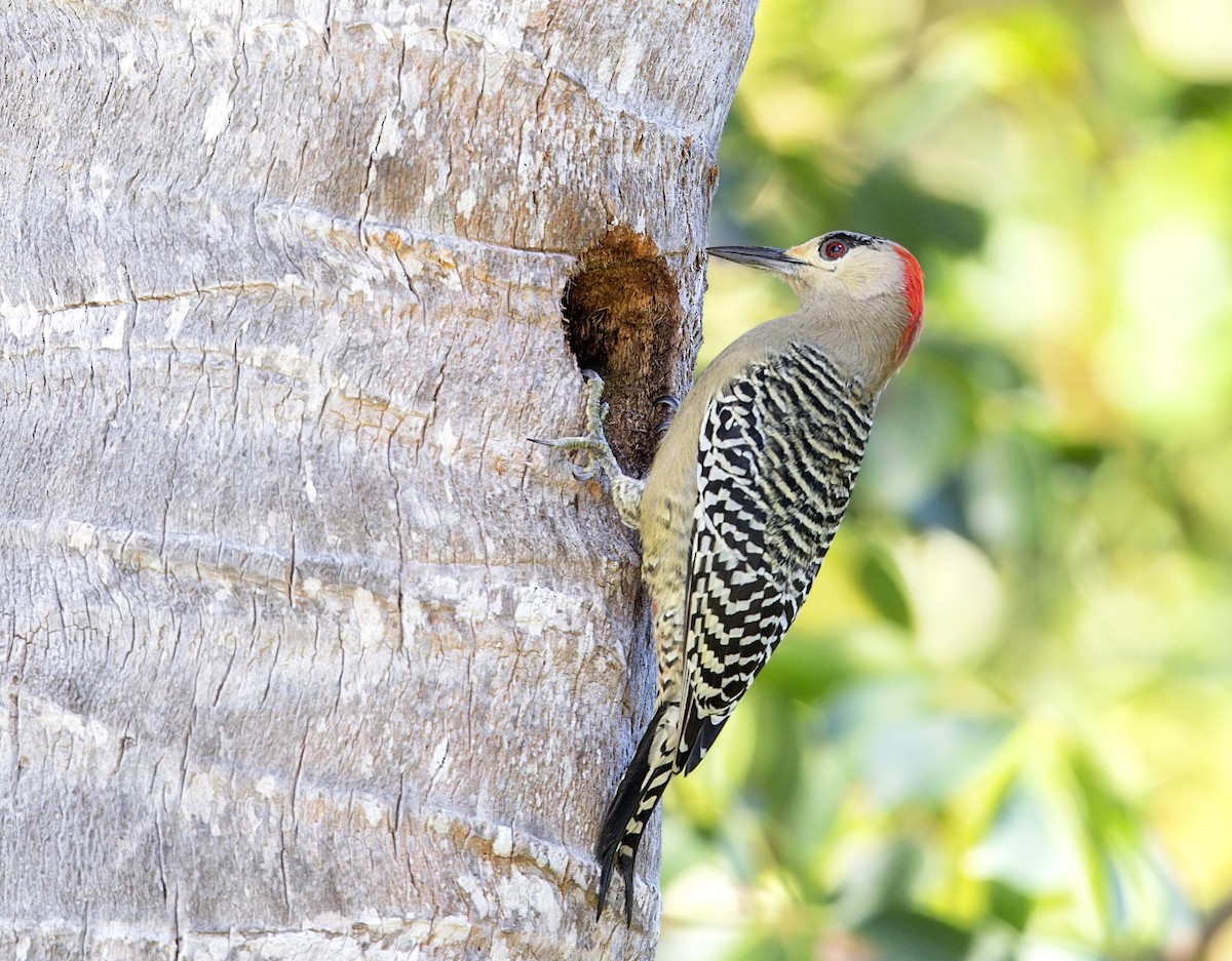 West Indian Woodpecker - ML644282001