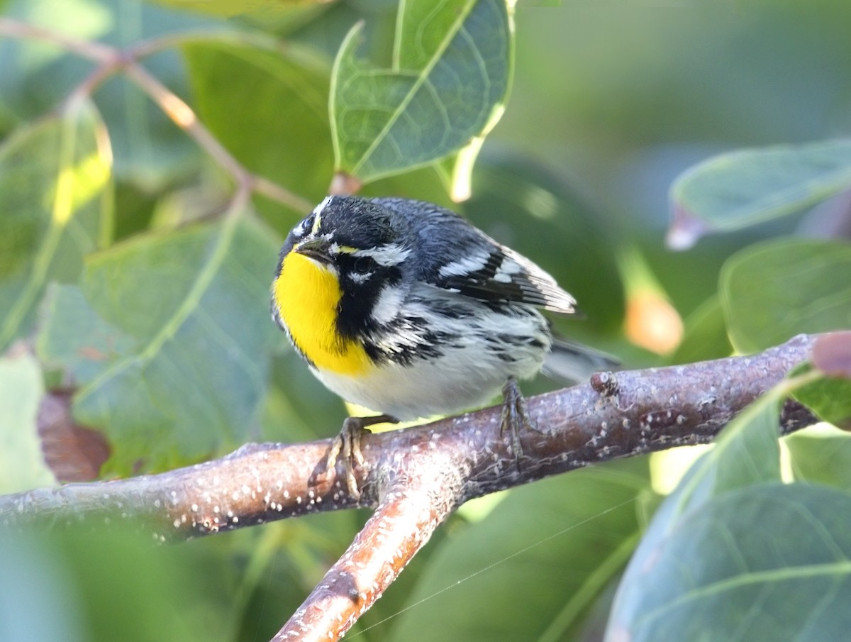 キノドアメリカムシクイ - ML644282007