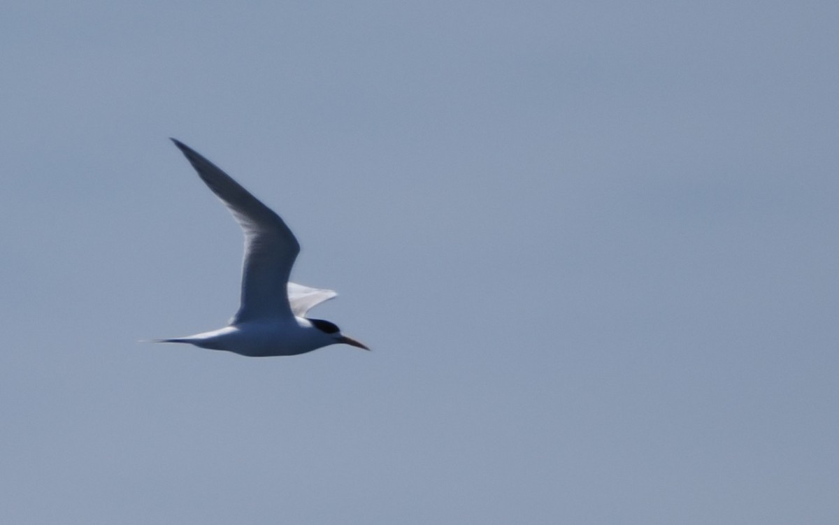 Great Crested Tern - ML644282008