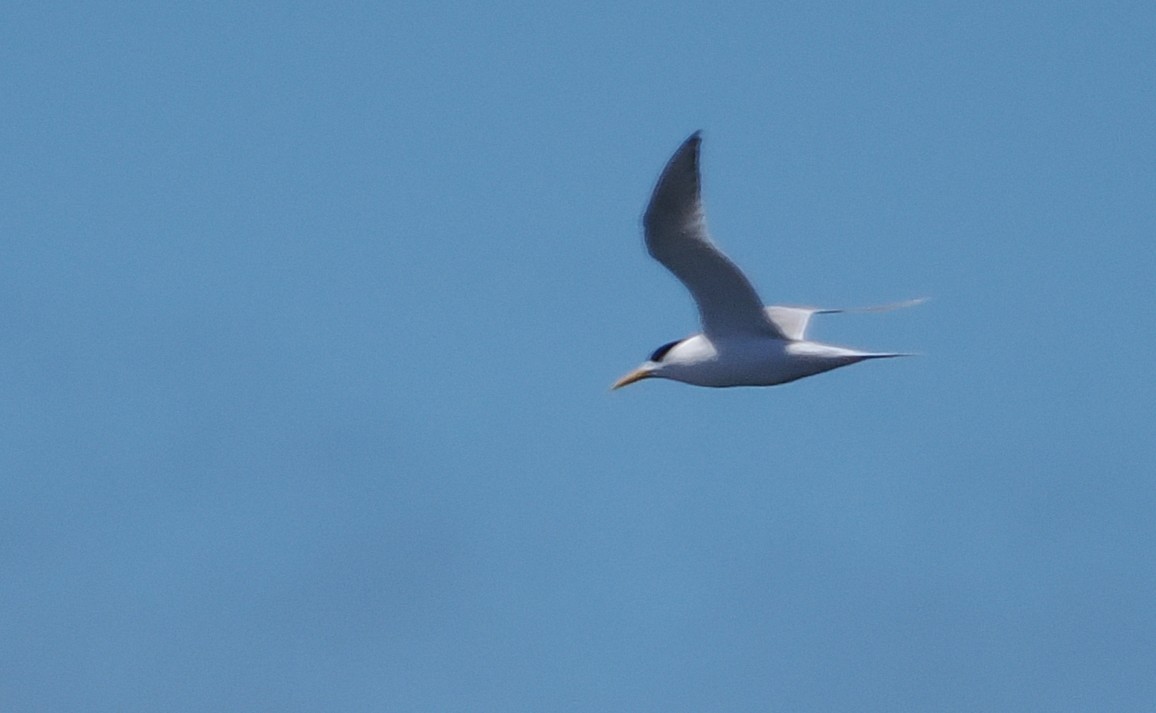 Great Crested Tern - ML644282009