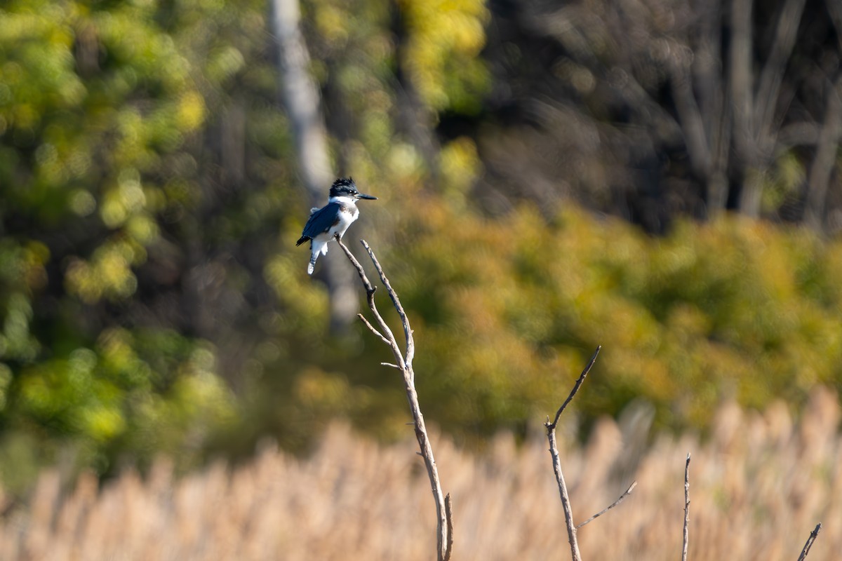 Belted Kingfisher - ML644282010