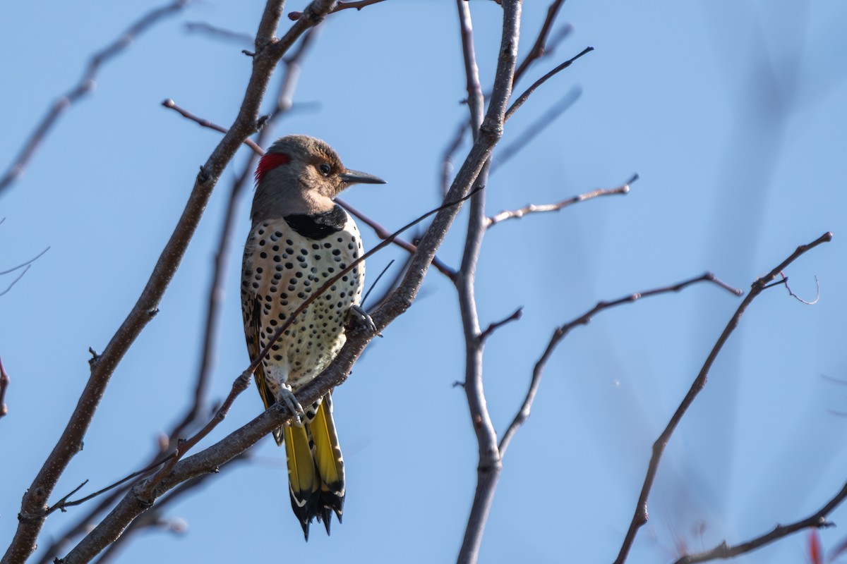 Northern Flicker - ML644282013