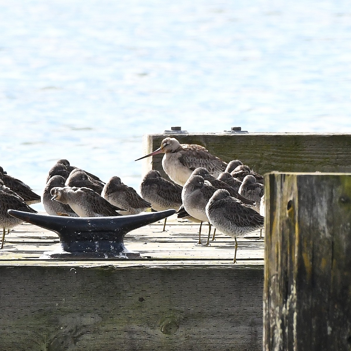 Hudsonian Godwit - Paul Clarke
