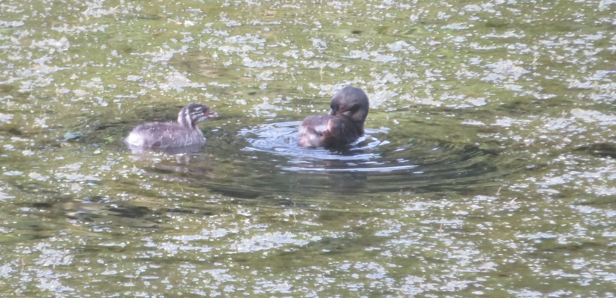 Least Grebe - ML644282016