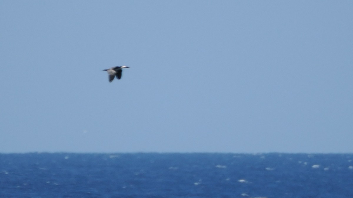 Little Pied Cormorant - ML644282026