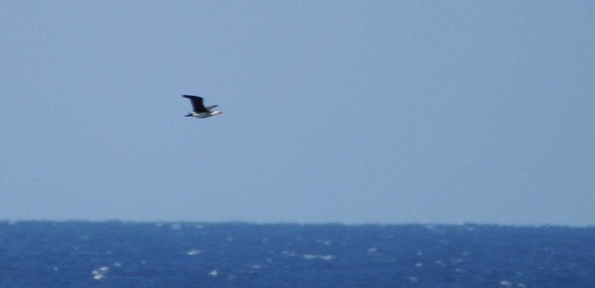 Little Pied Cormorant - ML644282027