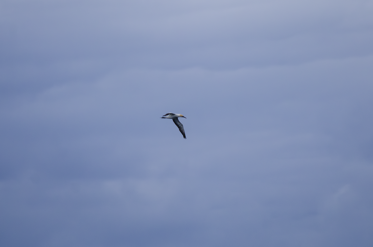 Avustralya Sümsüğü - ML644282028