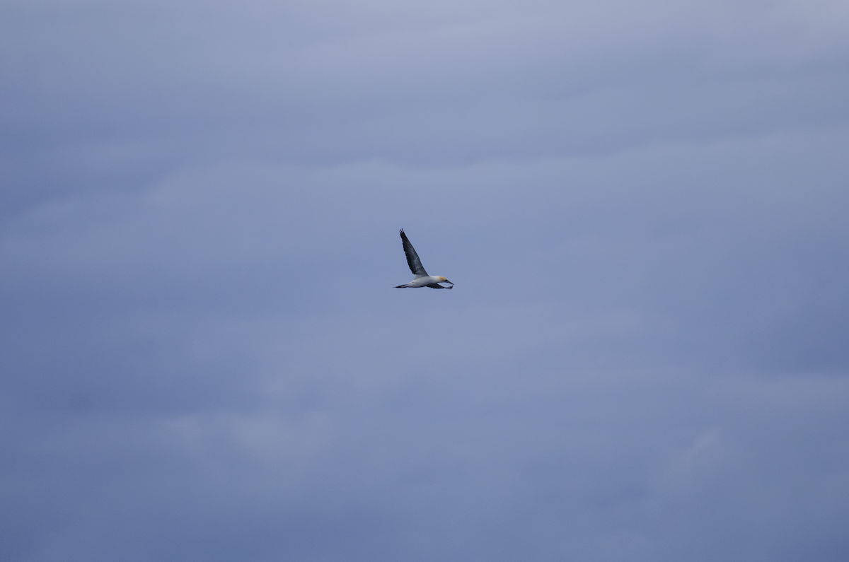 Avustralya Sümsüğü - ML644282029