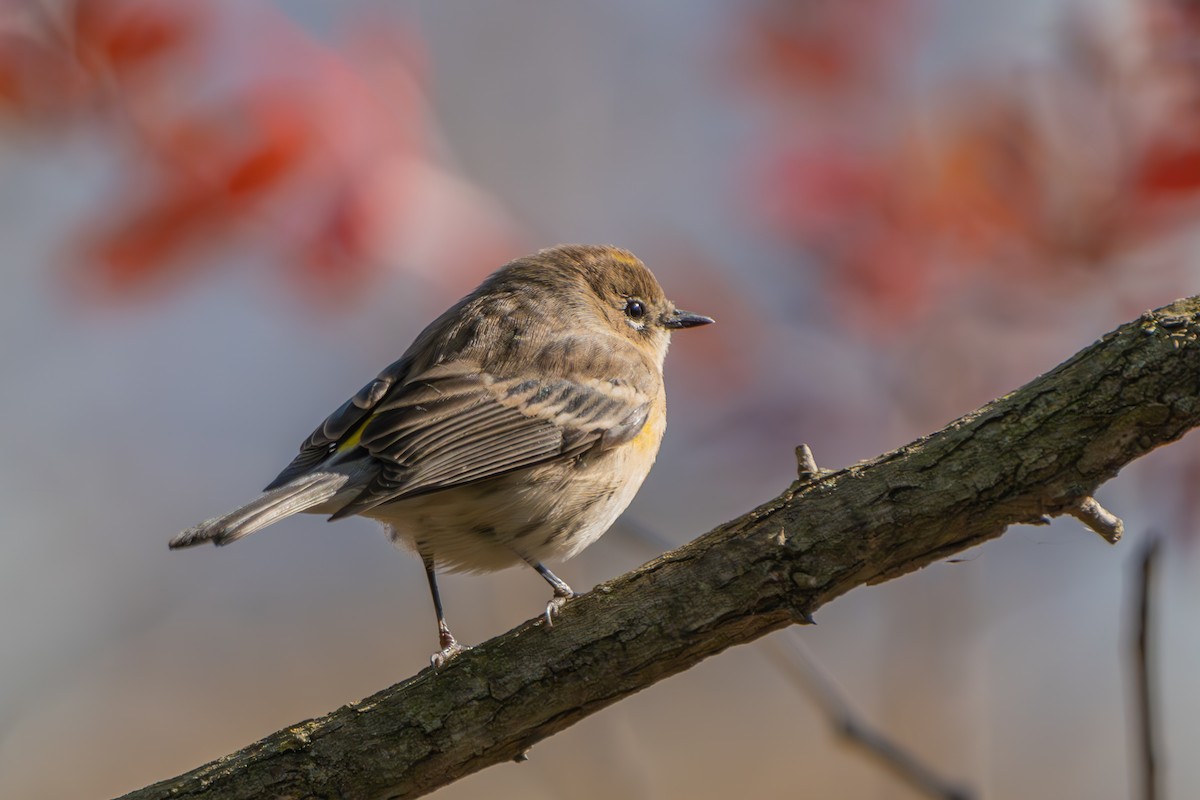 Yellow-rumped Warbler - ML644282033