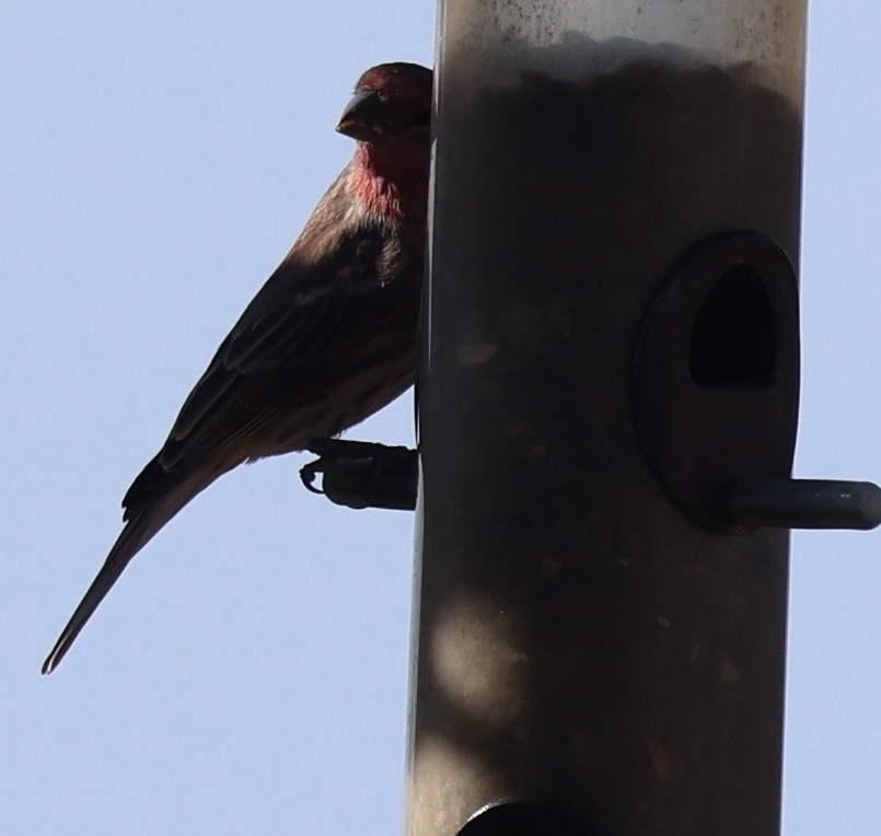 House Finch - ML644282058