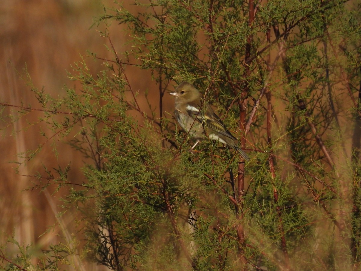 Зяблик звичайний - ML644282072