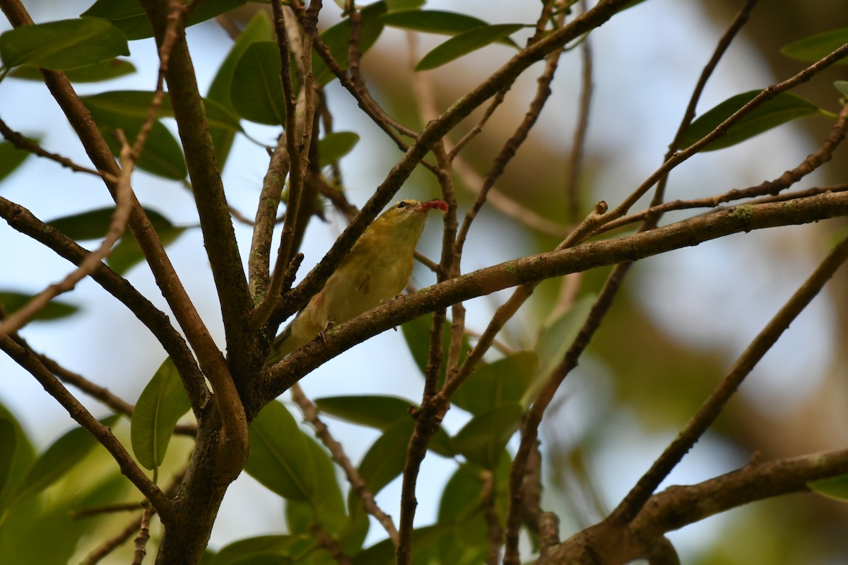 Пісняр-лісовик каштановий - ML644282073