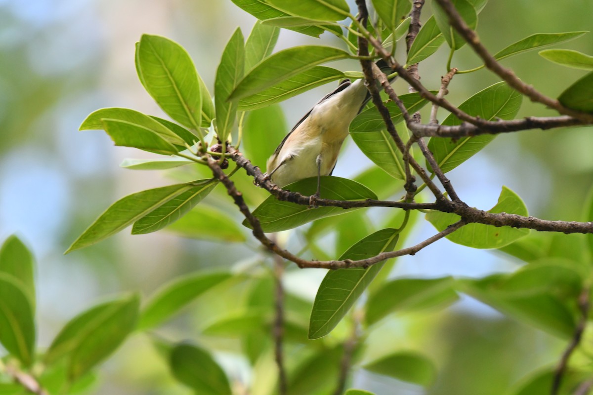 Пісняр-лісовик каштановий - ML644282074