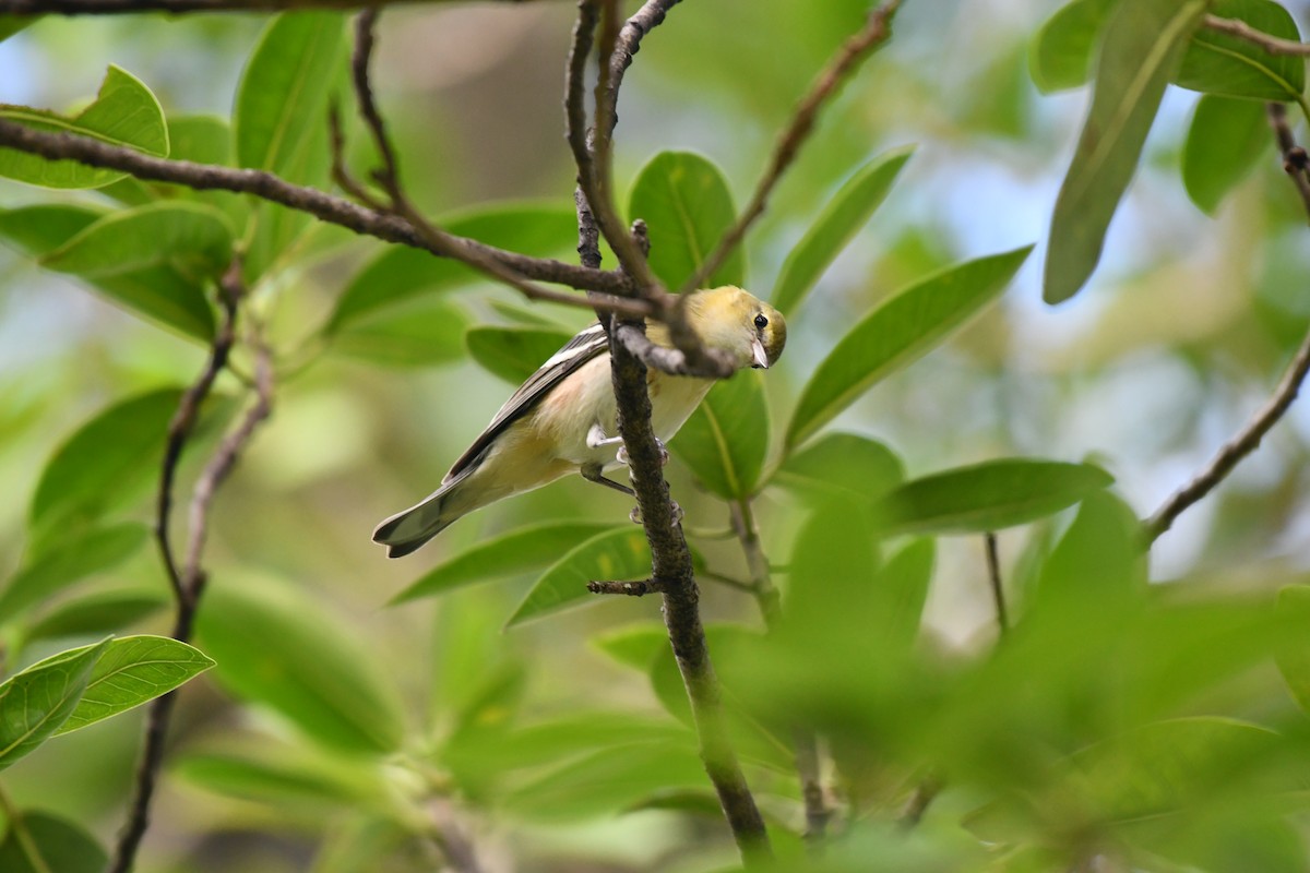 Пісняр-лісовик каштановий - ML644282075