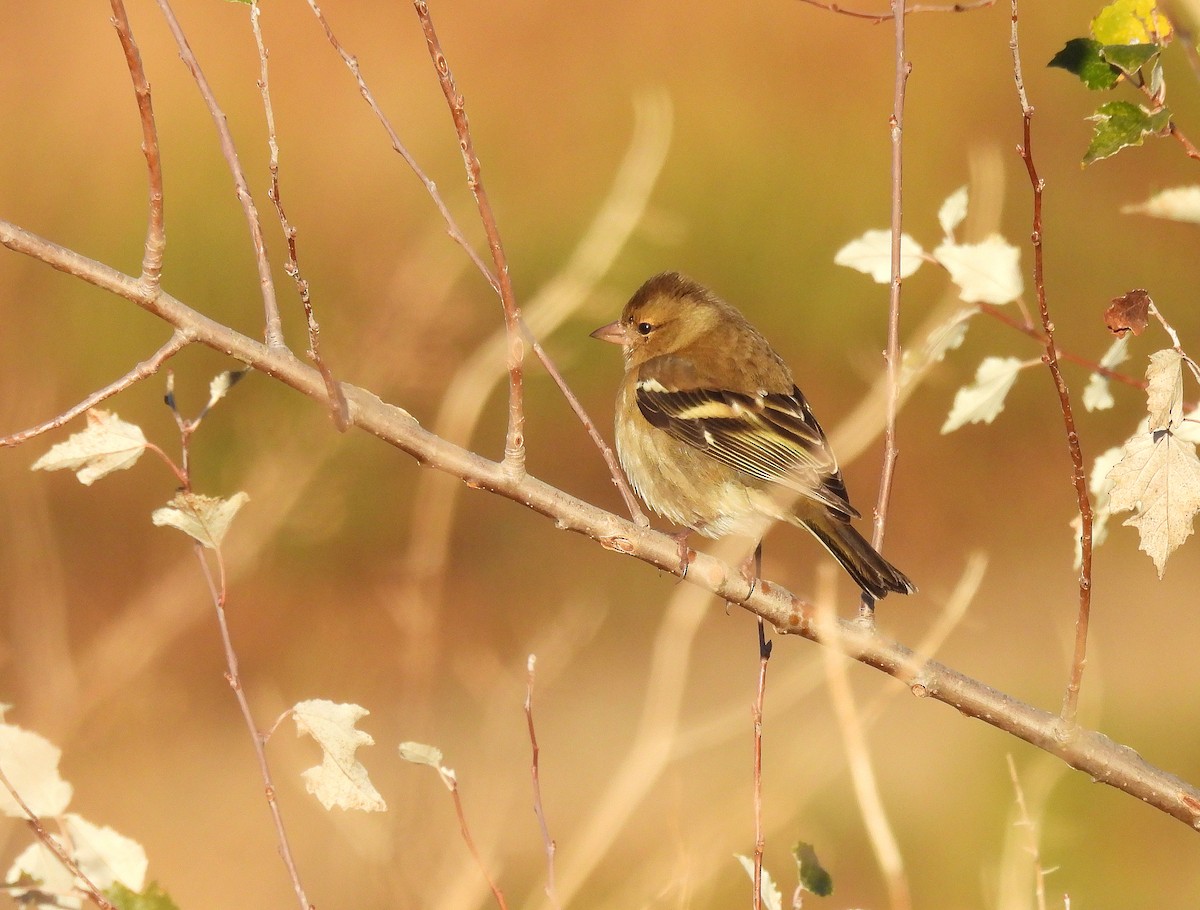 Зяблик звичайний - ML644282088