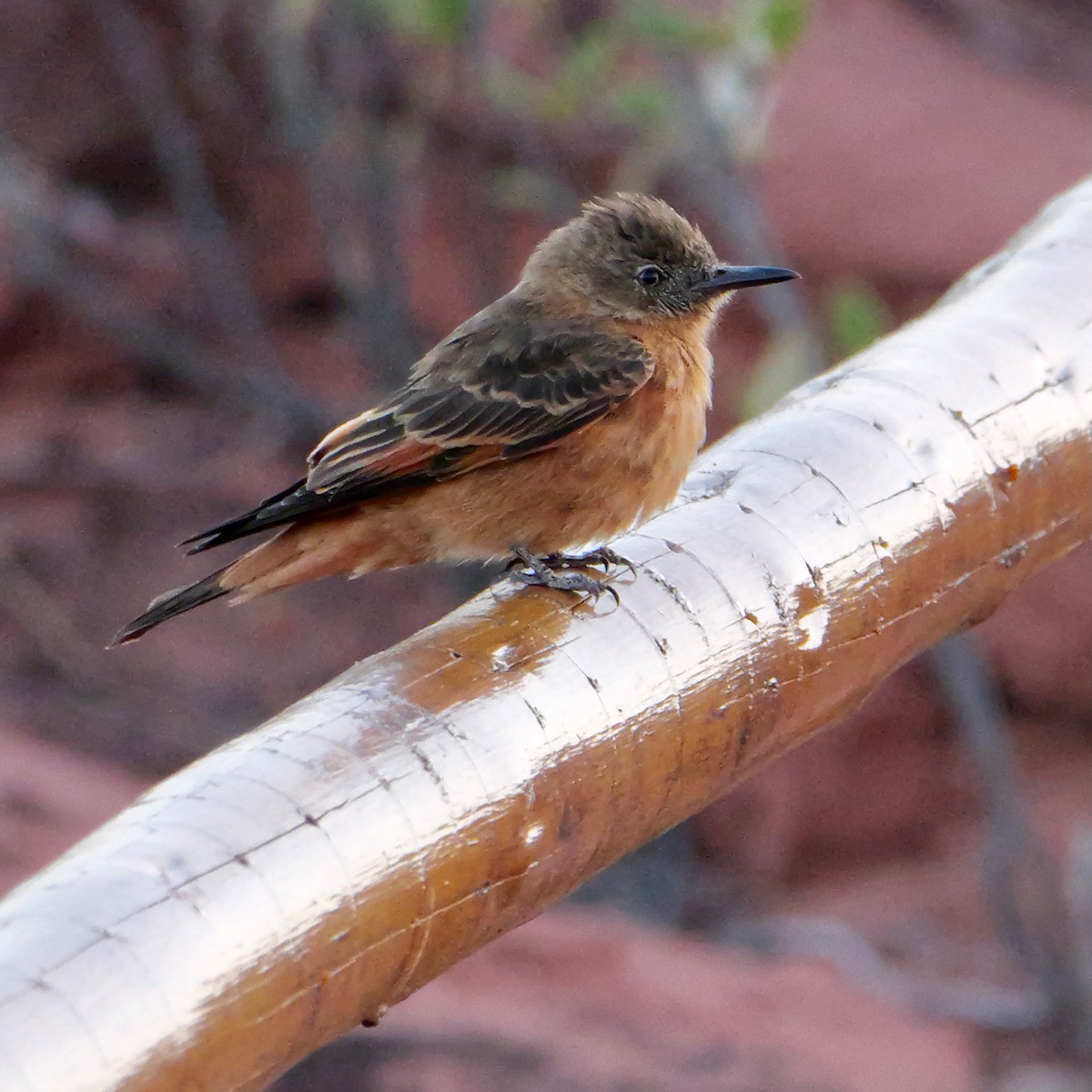 Cliff Flycatcher (Swallow) - ML644282089